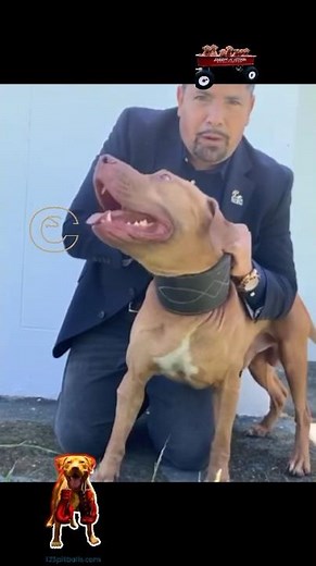 God bless the Real American Pit Bull terrier 🧬🧬 Awesome Mayday #rednosepitbull Elite bloodline