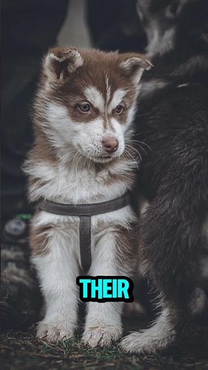 Why Dogs Kick Their Legs When You Scratch Them 🐶😂 | Dog Reflex Explained!