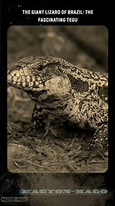 The Giant Lizard of Brazil: The Fascinating Tegu#curiosity,#youtubeshorts, #animals