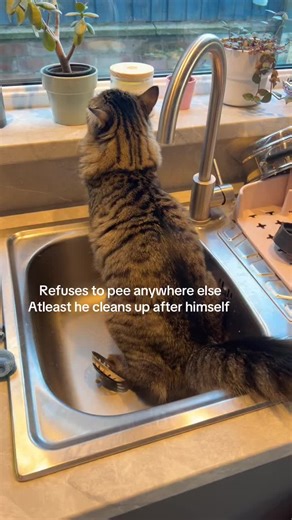 #cat #fyp #weirdcat #autismawareness | cat videos