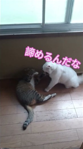 宇宙猫だったにゃ？🐱# #cat #ミル#タマ# #猫のいる暮らし #猫好きさんと繋がりたい