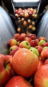 Inside a Modern Apple Factory: From Whole Apples to Packaged Apple Chips (Full Process) #shorts