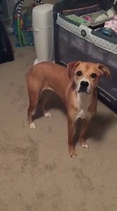 Now, this is one smart dog!!!! | High Tech Corvette