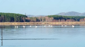 A flock of wild swans swims on the lake. Swans scream on a spring morning. Birds on the pond.