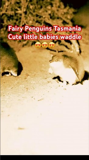 The Adorable Fairy Penguins of Tasmania