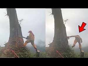 Dangerous Mountain Tree Cutting Skills ! Fastest Big Tree Felling Chainsaw Machine ! Bjarne Butler