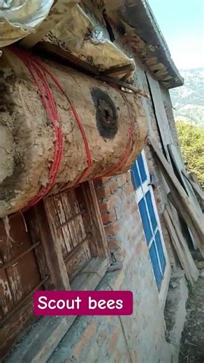#trending #scout #bees #shortsviral #viral