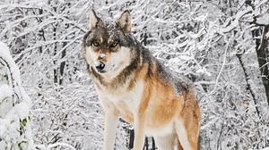 International Wolf Center cam 2