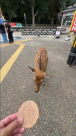 Deers bow to you for food in #japan