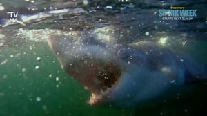 HBO TV Spot, 'Shark Week: House of the Dragon'