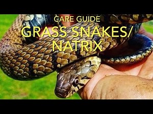GRASS SNAKES & VIPERINE SNAKES (natrix): how to keep grass snakes
