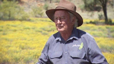 Native flowers flourishing across Alice Springs for the first time in decades