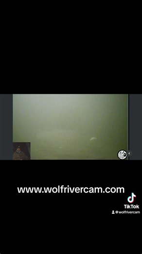 8.9K views · 70 reactions | Best hit of the night! www.wolfrivercam.com | Wolf River Cam | Facebook