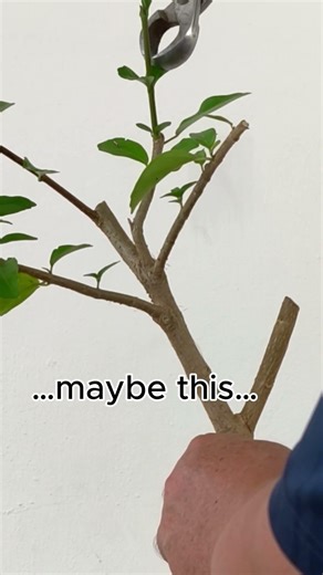 3 Cuts. Big Difference - Bonsai Prunning