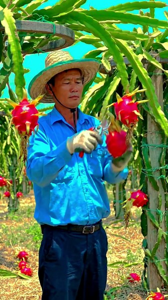 Dragon fruit harvesting #