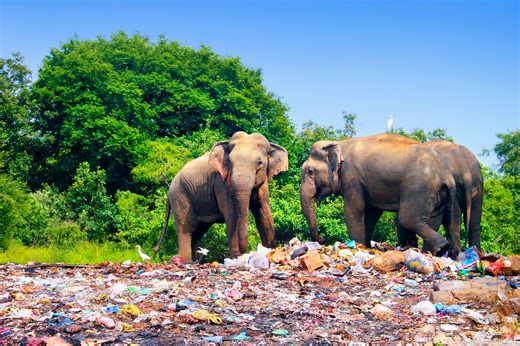 Elephants greet each other by "saying hello" and gesturing