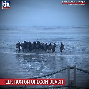 322K views · 9.2K reactions | A herd of elk were caught on video running through the surf in Cannon Beach, Oregon. | Fox News | Facebook