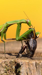 Praying mantis eating cricket Wincent kjt72 #nature #wildlife | HAWI Studios