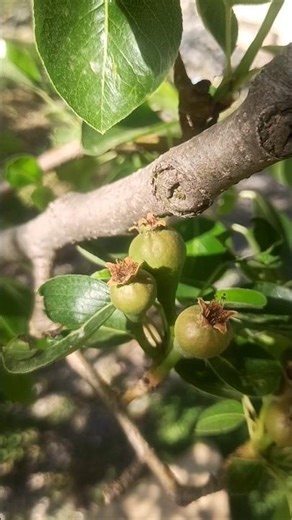 Pear Fruit Set Stage 🍐 | Early Development Phase
