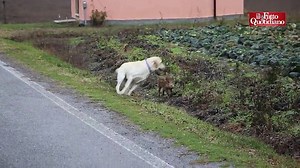 325K views · 3.9K reactions | Chicco e Nathan, la storia di un'amicizia speciale tra un cucciolo di cinghiale e del Labrador che lo ha adottato | Il Fatto Quotidiano | Facebook
