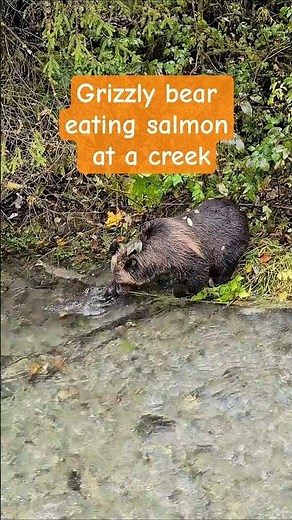 Grizzly Bear Eating Salmon | Alaskan Wildlife | Salmon Run