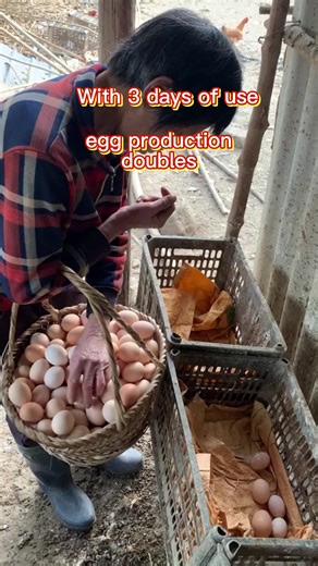 Uganda: Raising egg-laying chickens involves using hen-like breeds. #Mother Hen