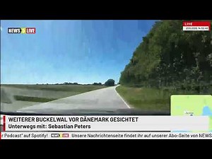 LIVE: Wo ist Hartwin ? - Weiterer Buckelwal vor Dänemark gesichtet