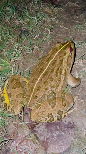 catching big froggy | night frogs 🐸 #shorts #foryou #reels