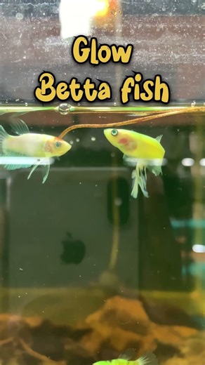 Shiny Betta fish