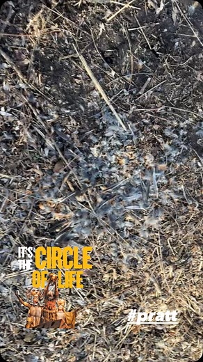 Okay, we know birds don’t really explode, it’s just what we call it when we happen upon a pile of feathers a predator left behind after their dinner. (It wasn’t one of the chickens, That was last week). What predator could it have been? Hawk? Owl? Eagle? #birdexplosion #pratt | Pratt Nature Center | Facebook