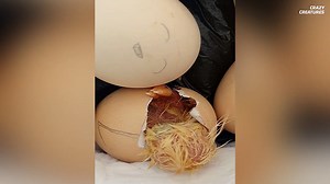 What really happens when a snake hatches while being gently held