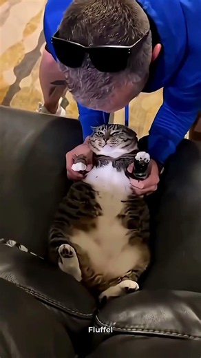 When The Cat Is Best Friends With Man🐈 #cat #funny