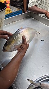 5.4K views · 44 reactions | Big Size Hilsha Fish #riverfishing | Fishing around me | Facebook