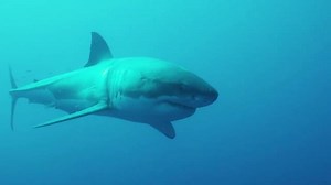 Ed Ricketts Memorial Award Trailer #1 | David Ebert