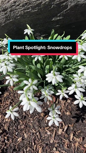 How do snowdrops manage to pop up in winter weather? They make their own antifreeze! You’ve got about a month left to admire these shy flowers in blooom. #snowdrop #planttok #galanthus #gardentok #plantfacts