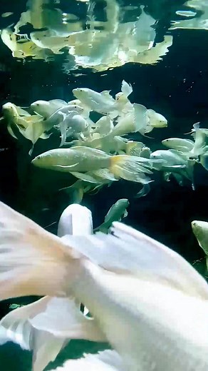 Philippine BIODOME. Ocean Park, Manila pH. Butterfly Koi Fish, Distinctively long and flowing fins resembling the wing of a butterfly. @Butterfly Fish Koi. #fbreelsfyシ゚viral #hilights #followers #followingfrevachallenge | Santos Mira Montoya