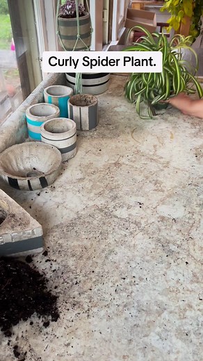 79K views · 352 reactions | Curly Spider Plant. Chlorophytum Comosum. Bonnie Spider Plant. Safe For Pets  Easy To Care For  Thrives In Low Light Conditions ☀️ Water when dry  | Foraging Fosters | Facebook