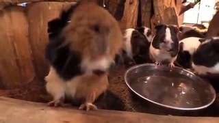 Guinea Pig Bridge Song by Parry Gripp - iFunny