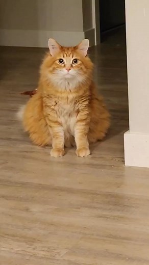 Today I learned not to start fights with the most powerful wizard in universe 😅 #catsoftiktok #foryourpage | Walter The Cat