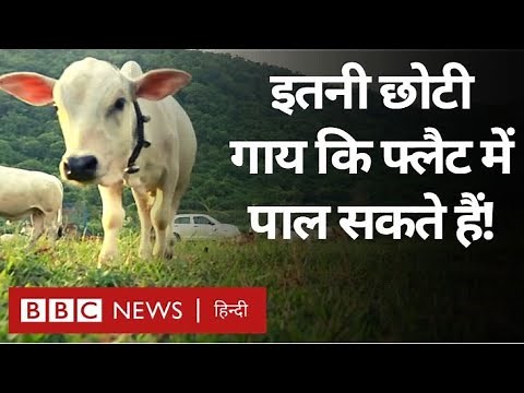 Smallest Cows : Andhra Pradesh में होने वाली छोटी गायों की ख़ास नस्ल की कहानी (BBC Hindi)