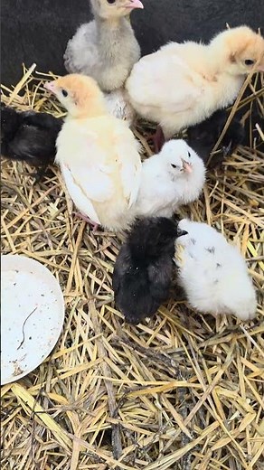 Zombie chickens have entered the chat! #babychickens