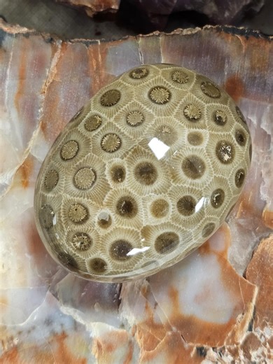 Holy Moly Thats a Petoskey Pattern! Beautiful Polished Michigan Petoskey. - Etsy