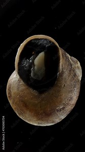 Vertical video. Time-lapse of a Snail Emerging from its Shell, Opening the Black Door, and Crawling Along the Glass with Undulating Movements. Macro.