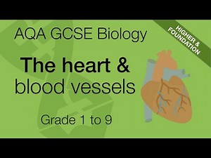 AQA GCSE Biology: The Heart and Blood Vessels Explained | GCSE 9-1 Revision