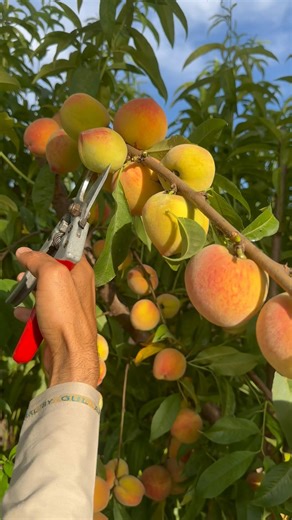 Peach tree fruit thinning for better quality yields #satisfying #pruning #gardening #shorts
