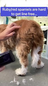 22 reactions | Struggling with clipper lines on spaniels??? It’s...