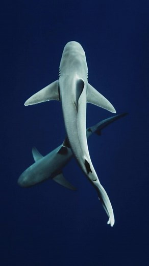 Rio Carnival and Sharks: A Unique Experience