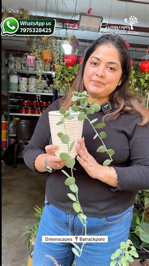 🌿✨ Xerosicyos danguyi – Silver Dollar Plant ✨🌿 A rare and stunning succulent climber with round silver-green leaves that look like little coins – a true collector’s beauty! 🌱 Why You’ll Love This Plant ✔️ Unique silver round foliage – instant eye-catcher ✔️ Very low maintenance – perfect for busy plant lovers ✔️ Drought tolerant & long-lasting ✔️ Grows beautifully as a trailing or climbing plant ✔️ Ideal for balconies, bright windows & modern décor 💧 Plant Care Guide Light: Bright indirect l