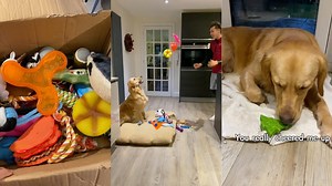 Golden Retriever Is Surprised With Loads Of New Toys | The Golden Kobe Family