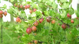 Spraying gooseberry berries with a composition against pests and to moisturize